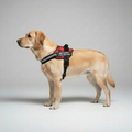 Heavy Duty Dog Harness With Custom Details — view 2