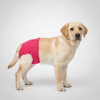 Stretchable Pull On Style Dog Pants — view 5