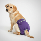 Stretchable Pull On Style Dog Pants — view 2
