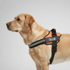Adjustable Personalized Dog Harness Vest — view 7