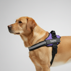 Adjustable Personalized Dog Harness Vest — view 10