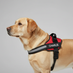 Adjustable Personalized Dog Harness Vest — view 8